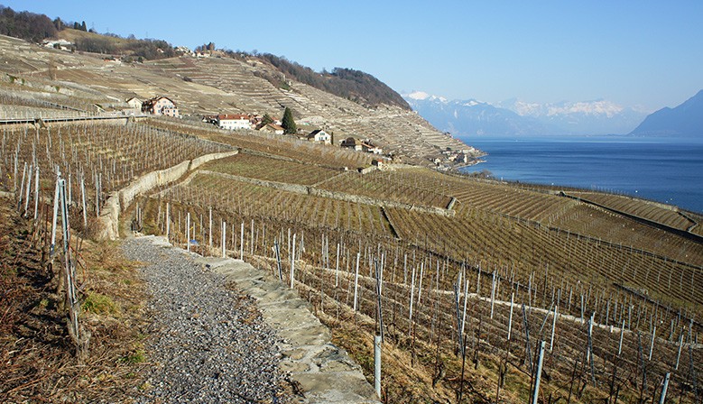 Lavaux Vineyards - Lac Léman (Lake Geneva) Area - UNESCO World Heritage